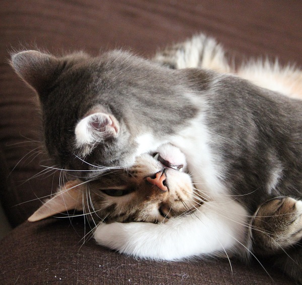 Cat biting another cat