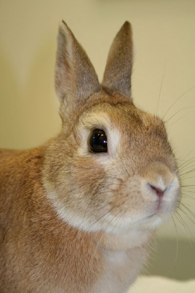 rabbits-infectious_disease-1 rabbits-infectious_disease-1