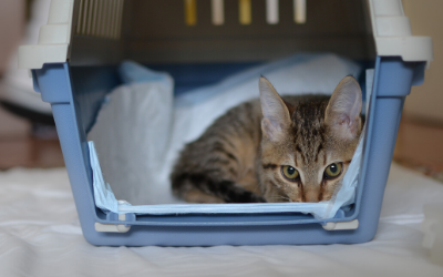 Top 20+ how to travel with a cat 1 Road Trips and Car Travel With Your Cat