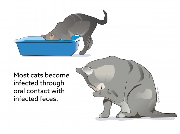 cat_fecal-oral_contact_2018-01 cat_fecal-oral_contact_2018-01