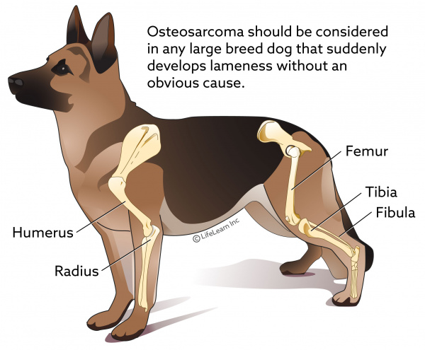 what are the first signs of osteosarcoma in dogs