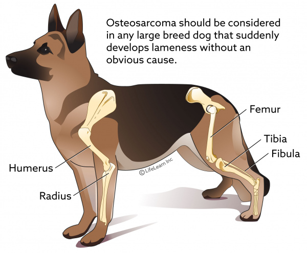 what are signs of cancer in a dog