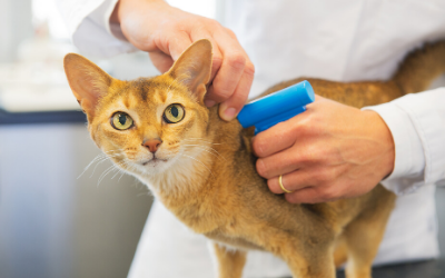 how much does it cost to microchip a cat in canada