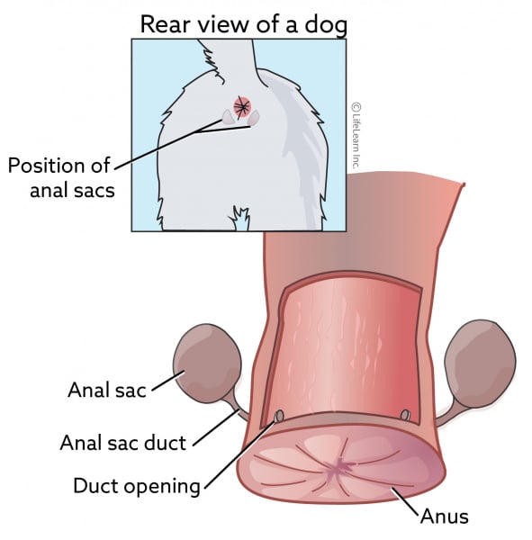 perianal fistula dogs natural treatment