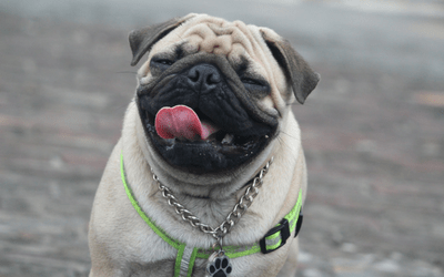 dog lip fold pyoderma treatment