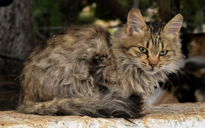 Top 17 how to tell if a cat's dehydrated 10 Recognizing the Signs of Illness in Cats