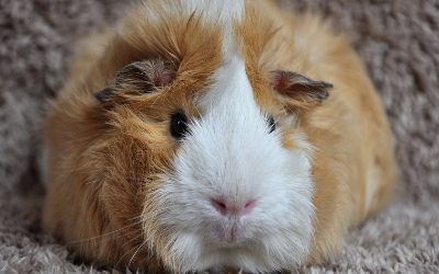 Health Problems in Guinea Pigs