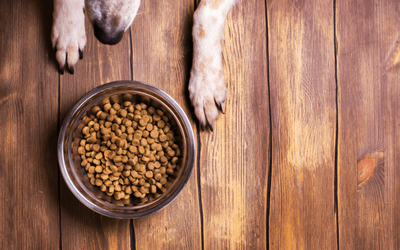 What to Feed My Picky Eater for Dog
