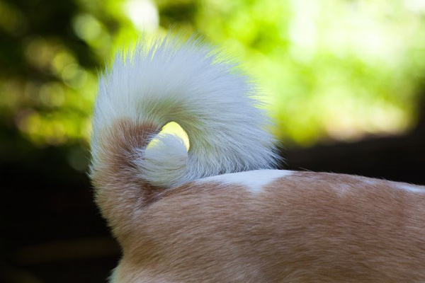 what does it mean when a puppys tail is up