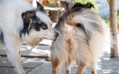 Top 20+ what does it mean when a dog sniffs you 4 Why Dogs Sniff Rear Ends