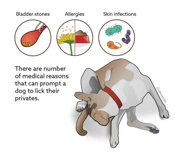 how do i know if my dog has a urinary tract infection