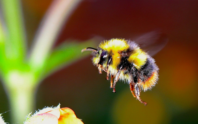 The list of 20+ bee sting in dogs mouth 3 First Aid for Insect Stings in Dogs