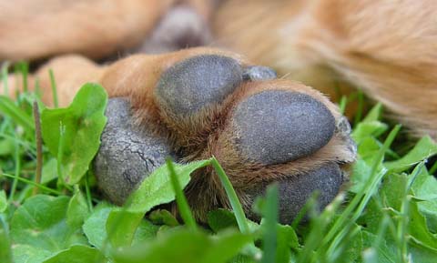 First Aid for Torn or Injured Foot Pads in Dogs
