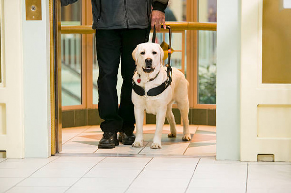 how do seeing eye dogs know where you want to go