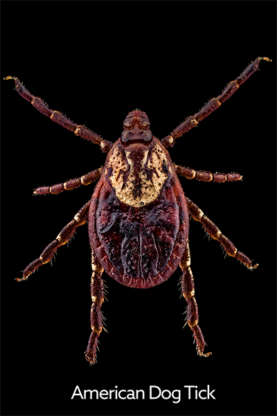 american_dog_tick american_dog_tick