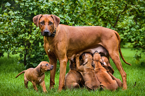 mother dog feeding puppies