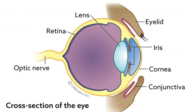 eye_basic_cross_section_2017-01 eye_basic_cross_section_2017-01