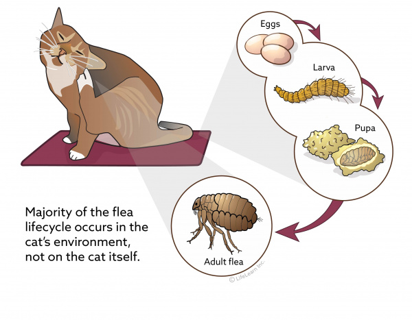 cat hates flea treatment