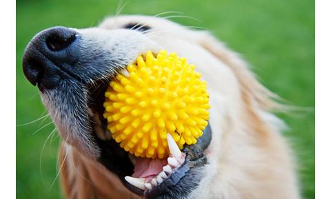 Masticatory Myositis in Dogs