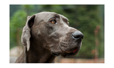 Zinc-Responsive Dermatosis in Dogs