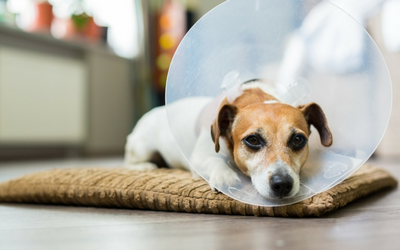 Top 10+ red spot on dogs skin 5 First Aid for Hot Spots in Dogs