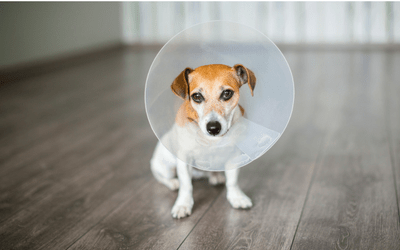 dog abscess healing time