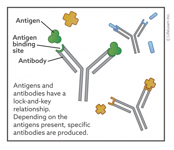 Antibody Titers VCA Animal Hospital