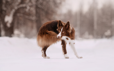 Why Dogs Chase Their Tails 