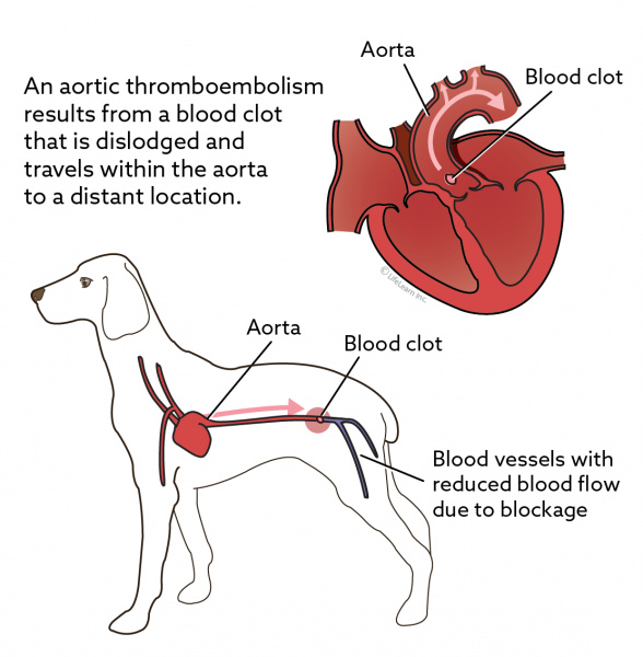 Aortic Thromboembolism in Dogs VCA Animal Hospital