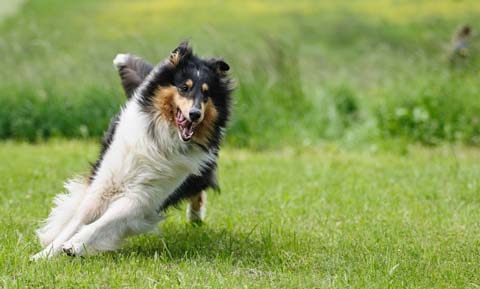 Off-Leash Training for Dogs
