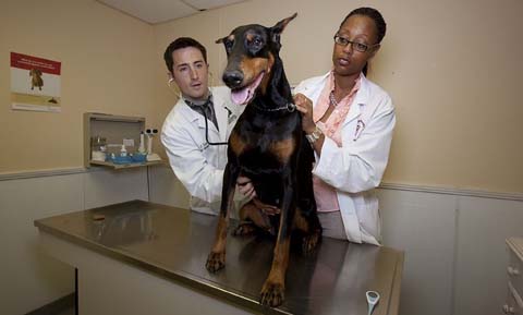 Brain Tumors in Dogs