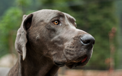 Septic Arthritis in Dogs