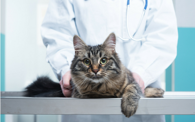 Lymphocytic Plasmacytic Gastroenteritis in Cats
