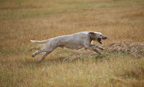 Dog Sports---Field Trials 