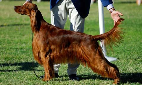 do show dogs have to be purebred