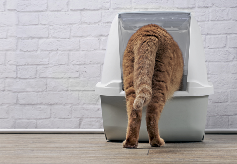 Rear view of a ginger cat entering a litter box