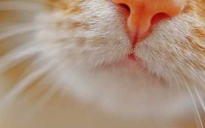 Top 12 why do cats show their butt 3 Why Cats Sniff Rear Ends