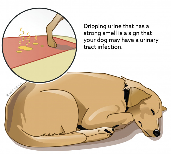 why do dogs get crystals in urine