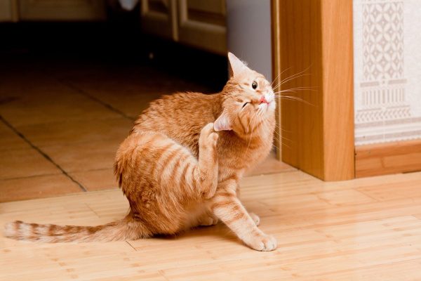 harvest mites cats natural remedies