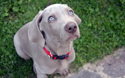 The list of 18 how to tell if a dog is scared 1 Signs Your Dog is Stressed and How to Relieve It