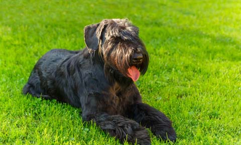 Hypoallergenic Dog Breeds: Is There Such a Thing? 