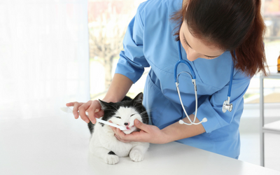 Cats, Nutrition, and Periodontal Disease