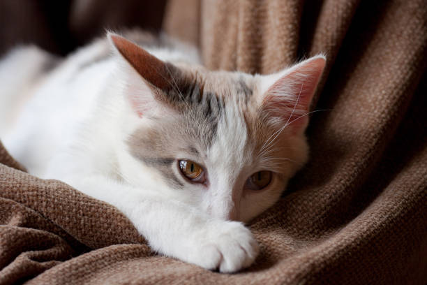 Acetaminophen Toxicity in Cats