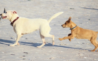 Top 7 5 yrs old in dog years 1 How Old is Old? Comparing Dog Age to Human Age