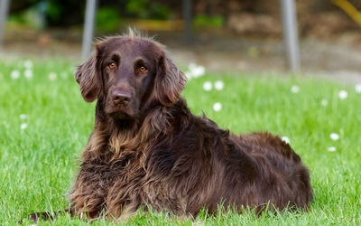 Chronic Degenerative Valve Disease in Dogs - In Depth