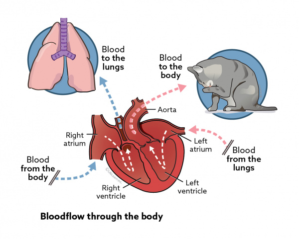 what causes heart valve problems in dogs