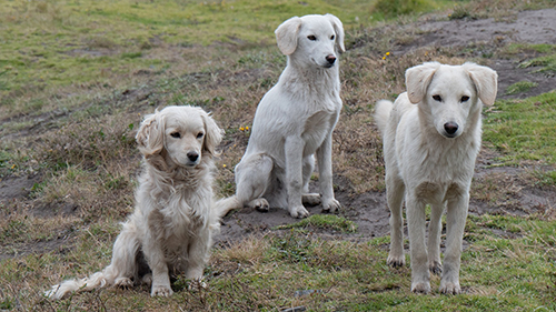 what is a recessive gene in dogs