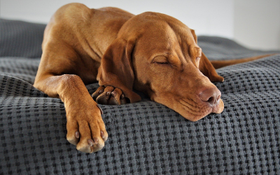 Top 20+ what is labored breathing in dogs 3 Home Breathing Rate Evaluation | VCA Animal Hospital