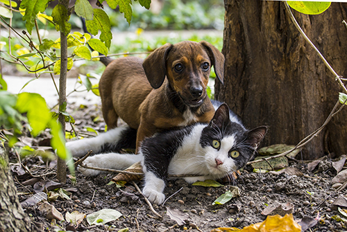 Health Registries for Pets | VCA Animal Hospital Health Registries for Pets | VCA Animal Hospital