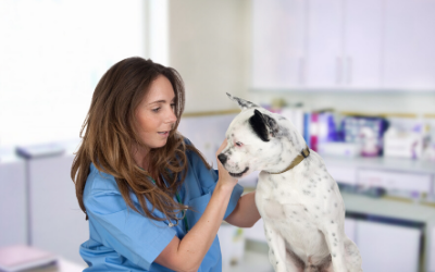 what are signs of lupus in dogs